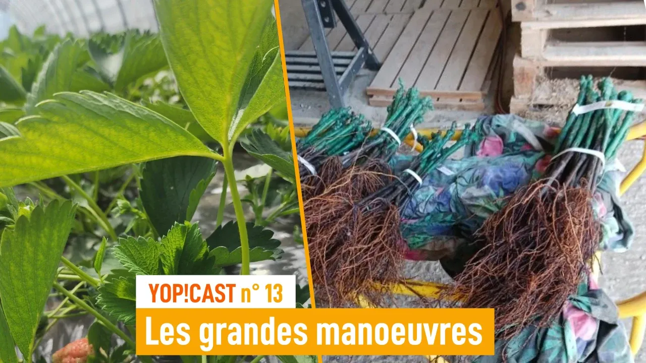 Yop!cast 13, les grandes manœuvres avant le printemps.